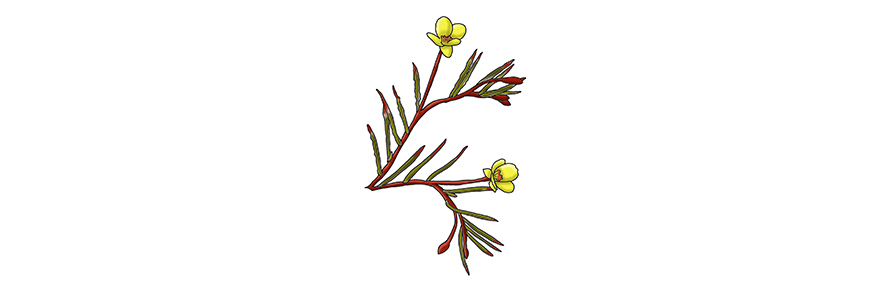 Illustration of a contorted-pod evening primrose