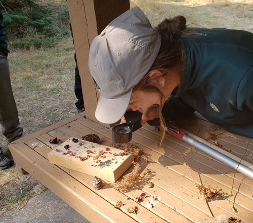 A parks Canada staff member examines seeds and berries with a magnifying glass.