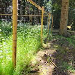 Fresh greenery grows inside a fenced exclosure; immediately outside the exclosure, the ground is picked clean. 