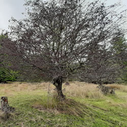 A mature English hawthorn tree, one of many in a field. 