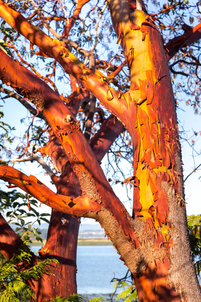 A tree with red, peeling bark.