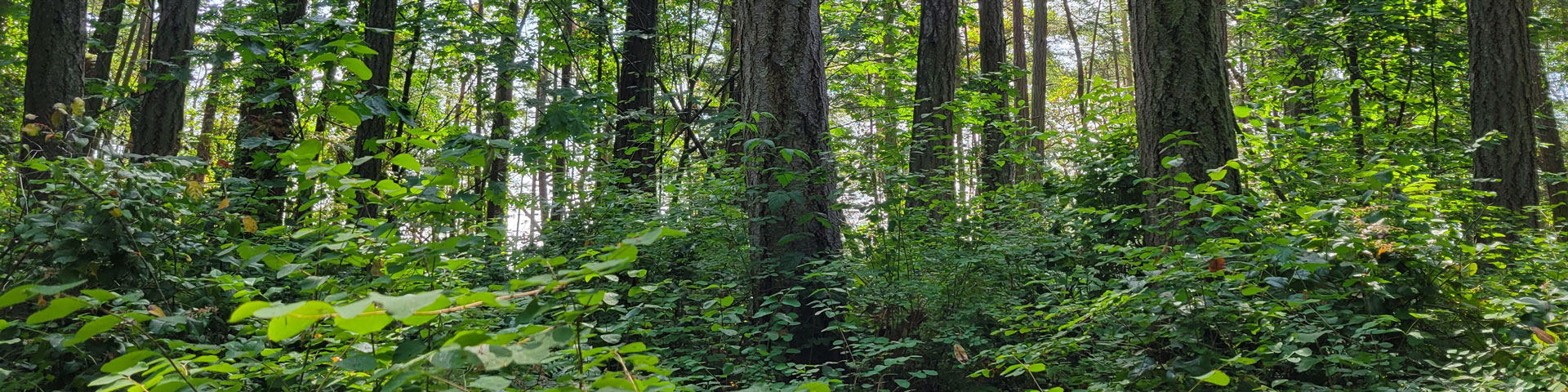 A forest understory, populated with lush greenery.