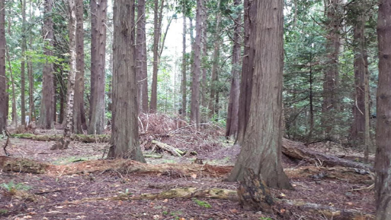 An image of the forest understory which been stripped down to bare soil