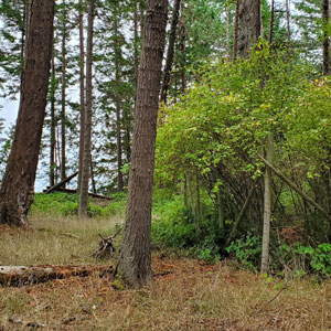 Zone clôturée densément peuplée d’arbustes, entourée d’un sous-étage forestier stérile.