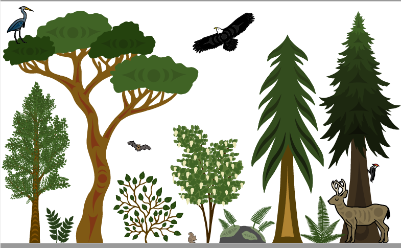 Illustrations with trees and bushes from local ecosystem (Douglas fir, ferns). And animals (Bald Eagle, Bat, Heron, Deer).