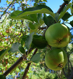 Apples in a tree