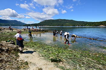 Volunteers help rebuild rock wall at Russell Island