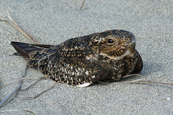 Engoulevent d’Amérique couvant sur un nid dans le sable, juste à côté de deux œufs.