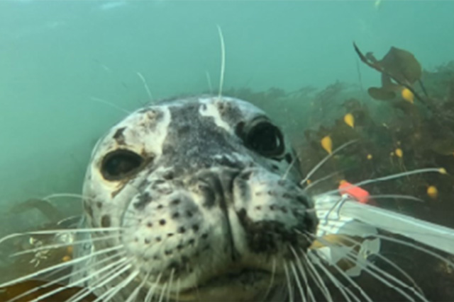 A close-up of a harbour seal’s face as it swims in front of an underwater camera. 