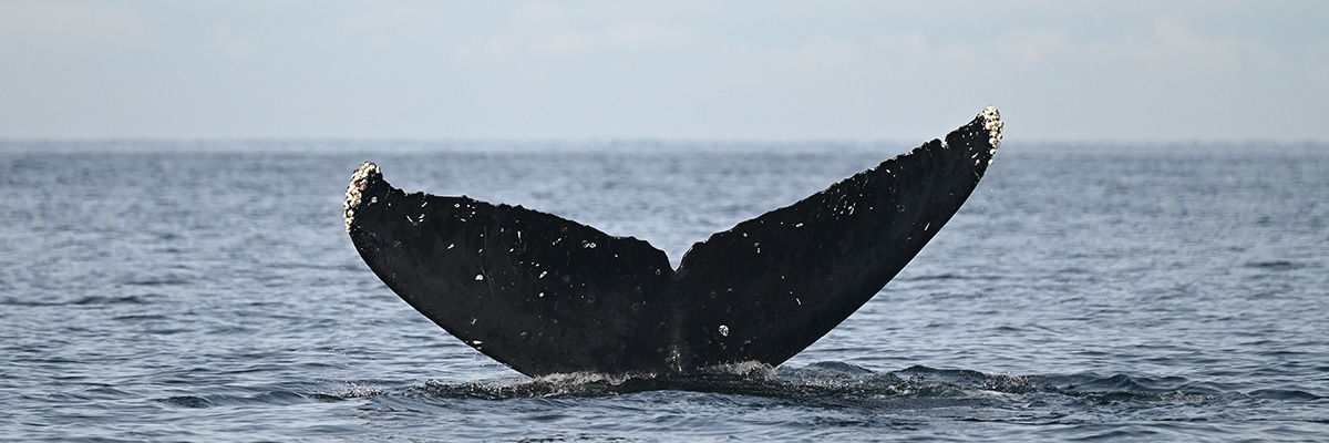 The fluke of a Humpback Whale is seen above the surface of the water.