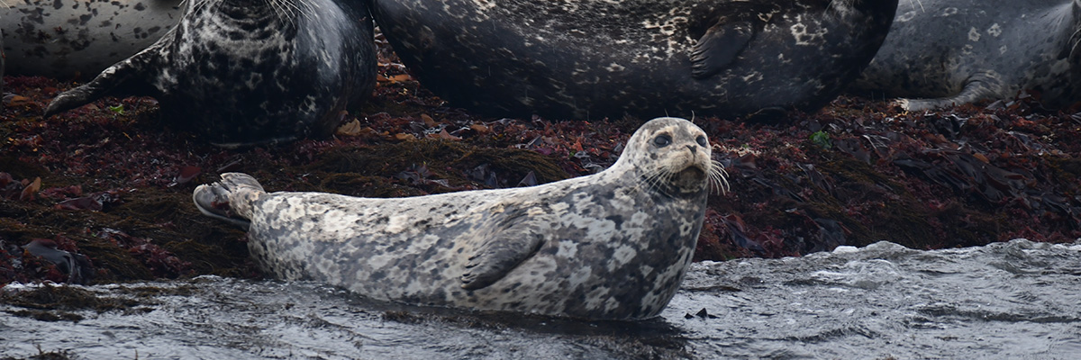 A seal on the water near some rocks.  