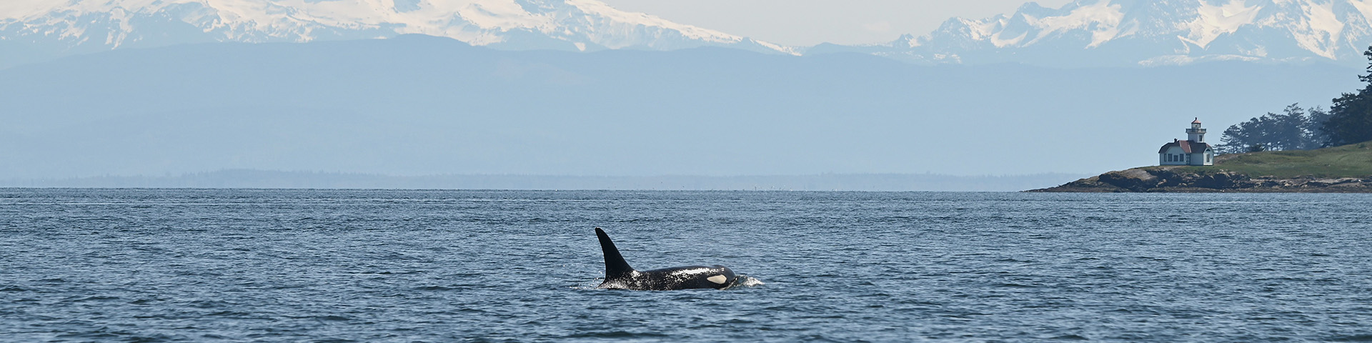The dorsal fin of a killer whale is seen above the surface of the water, with mountains in the background. 