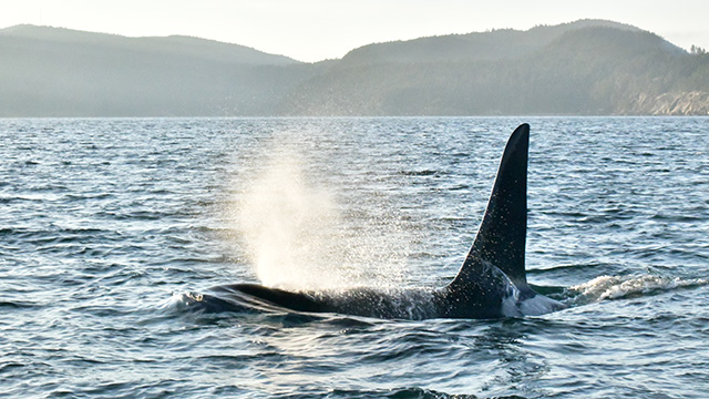 A killer whale dorsal fin and blow are seen above the surface of the water, with mountains in the background.