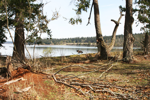 unhealthy Garry oak Islet