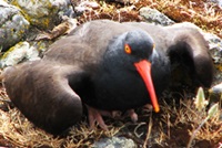 Black oystercatcher