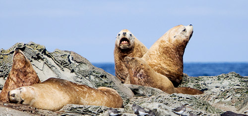 Sea Lions on the shoreline