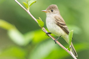 pacific slope flycatcher