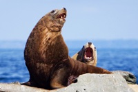 Stellar sea lions