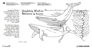 Deux baleines à bosse nageant dans des forêts de varech, dessinées à la main.