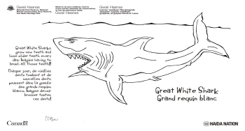 Un grand requin blanc dessiné à la main. 