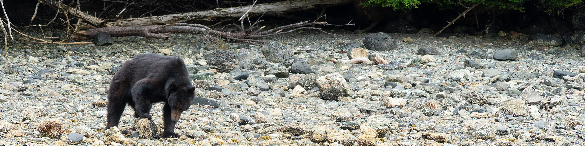 Black Bear in the intertidal 