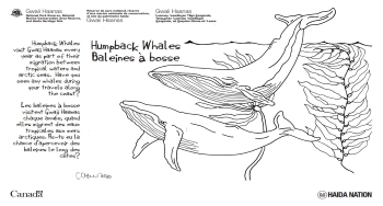 Two hand drawn humpback whales swimming through kelp forests.