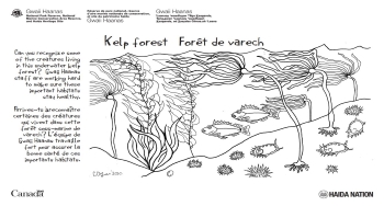 hand drawn kelp forests with fish, abalone, and sea urchins along the sea floor.