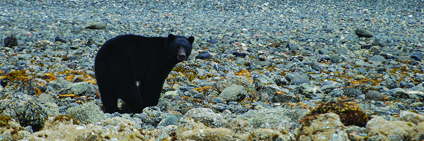 Black bear in the intertidal zone
