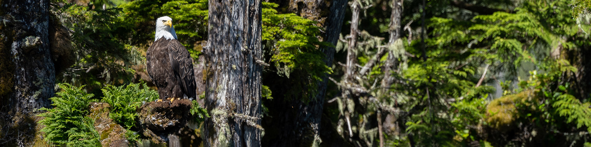 Bald eagle perched on a tree 