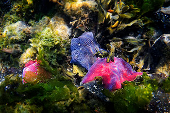 Vie sous-marine à Gwaii Haanas