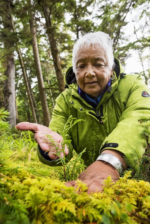 Haida cultural plant expert Kii’iljuus Barb Wilson examines a cedar sapling. 