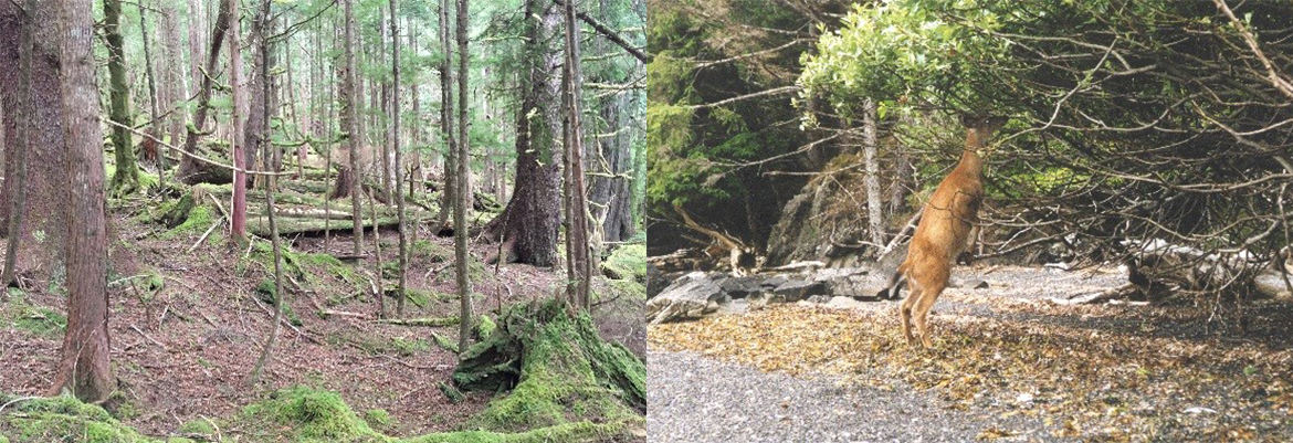 Cerf de Sitka broutant des arbrisseaux