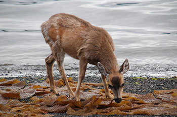 A Sitka black-tailed deer eating kelp