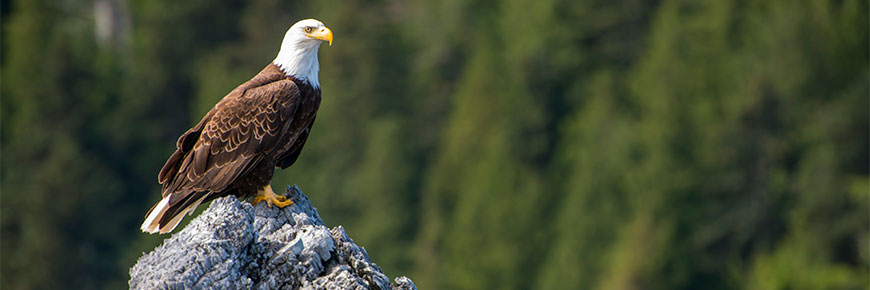 Bald eagle perched on a rock  