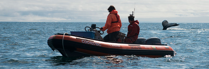 Passagers dans un zodiac observant les coups de queue d’une baleine à bosse 