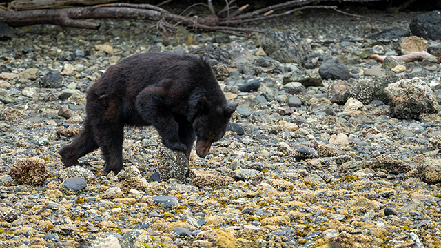 ours noir dans la zone intertidale - black bear in the intertidal zone