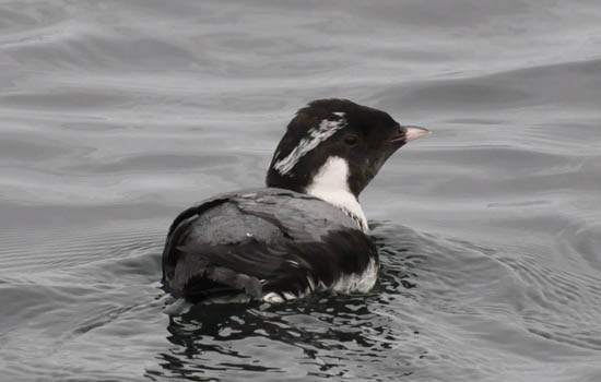 These islands support a significant proportion of the world’s population of Ancient Murrelets, a Species-at-Risk in Canada.