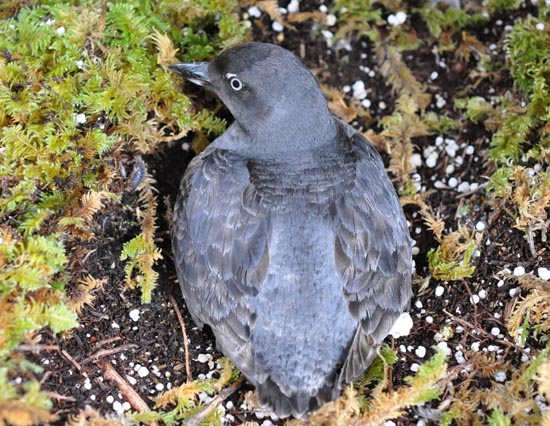 Cassin’s Auklets (shown here) along with Fork-tailed and Leech’s storm petrels, also breed on the islands each spring. 