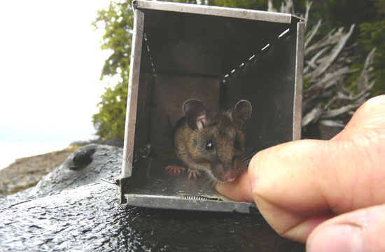 In Gwaii Haanas, introduced rats have had serious detrimental effects on seabird populations as well as those of native small native mammals like dusky shrew (show here) and Keen’s deer mice.