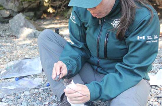 To help monitor the success of their work, Parks Canada staff radio collared rats on the island.
