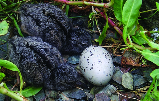Chick-rearing by black oystercatchers