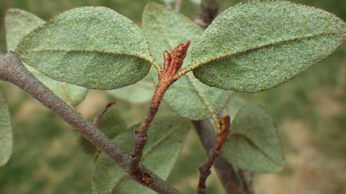Brown-scaled stems, fuzzy green leaves with rusty undersides, yellowish flowers, and bright red oval berries on Soopolallie.