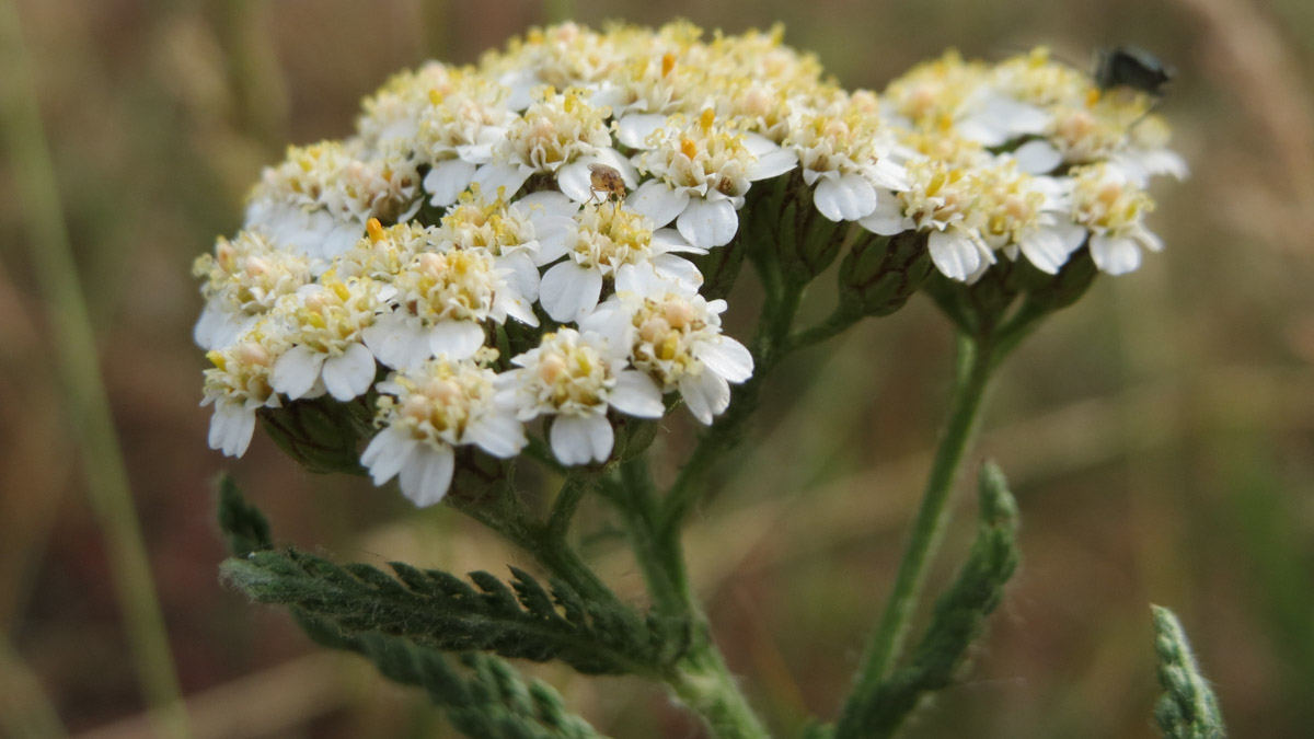 Feathery green leaves and flat-topped clusters of small white flowers on tall, slender stems define the yarrow plant.