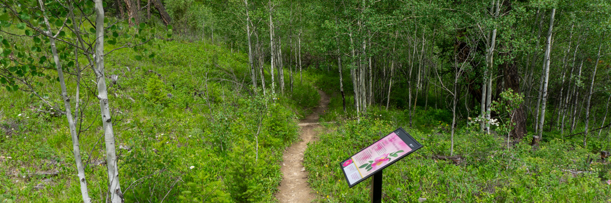 Le sentier Letwilc7úl̓ecw traverse un bosquet d'arbres à feuilles caduques, où se trouve un panneau explicatif.