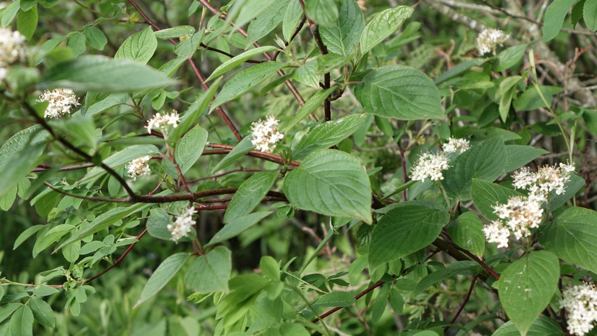 Red stems, oval green leaves with curved veins, and small white flower clusters bloom on red willow dogwood.
