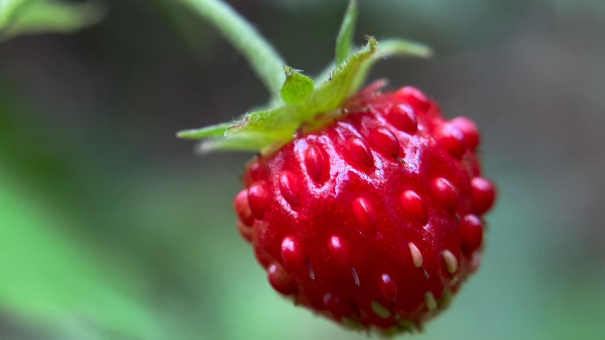Low-growing plant with hairy stems, toothed green leaves, white five-petaled flowers, and small red strawberries.