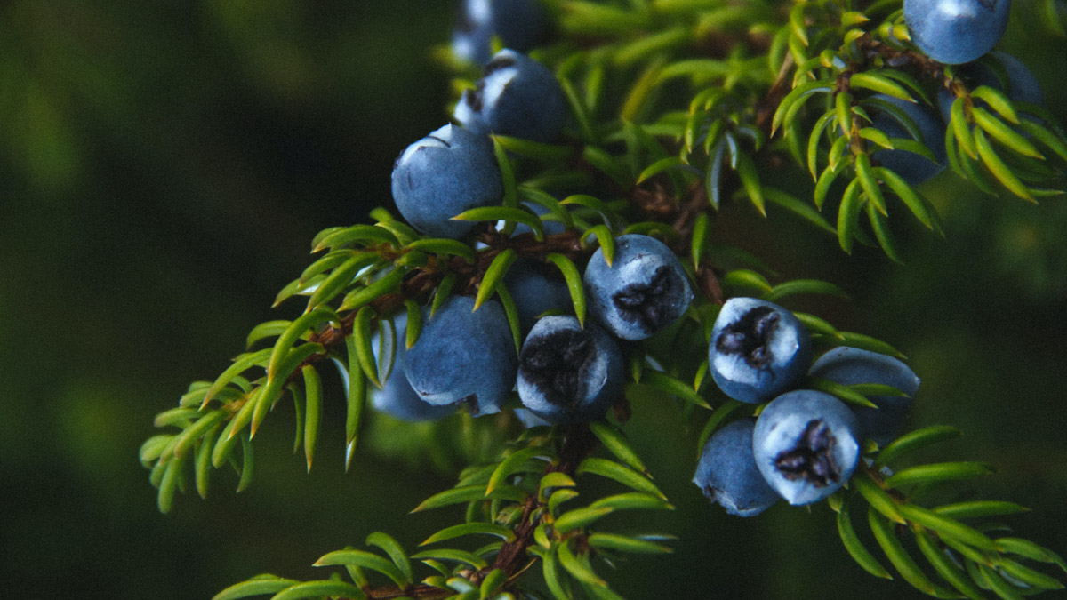 Slender red-brown stems, scale-like green leaves, and small blue berry-like cones on Rocky Mountain juniper.