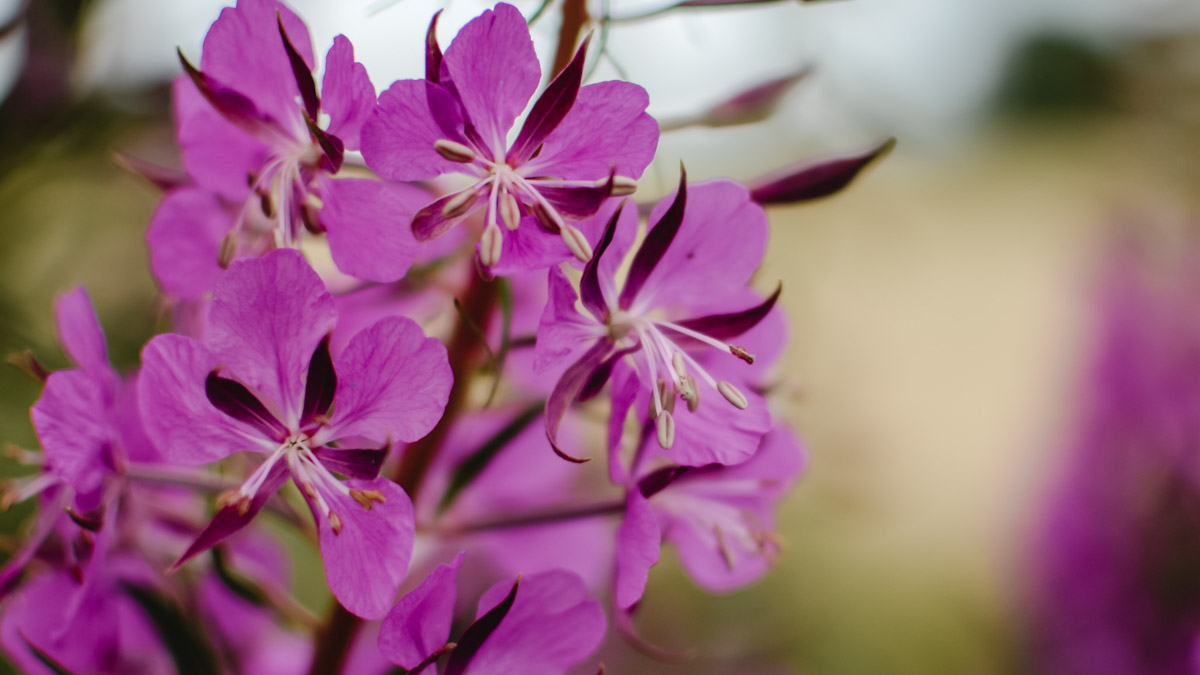 Tall reddish stems, narrow spiral leaves, and spikes of bright pink flowers define the fireweed plant.
