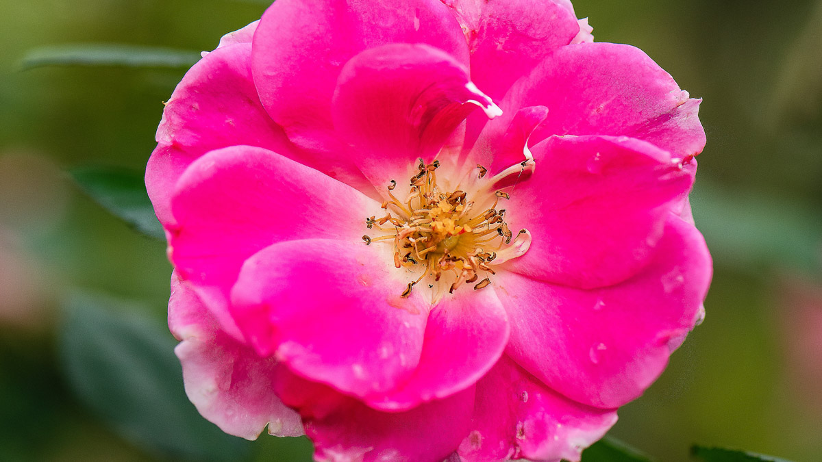 Woody stems with prickles, compound green leaves, and pink five-petaled flowers bloom on the wild rose shrub.