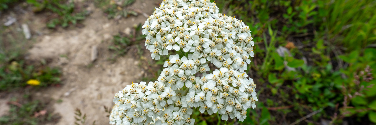 A flowering yarrow plant is seen on the edge of the trail. The yarrow flowers are seen in large groups with five white petals; they are dome-shaped with a flat top.